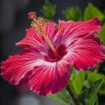 Hibiscus Flowers ~ Cut