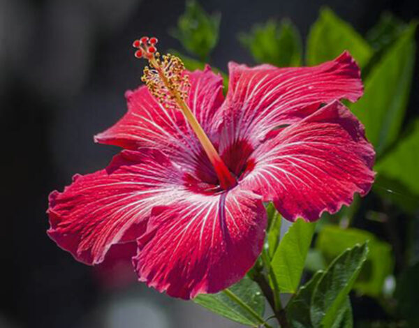 Hibiscus Flowers ~ Cut